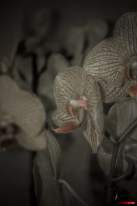 Orchidée 201 Noir & Rouge